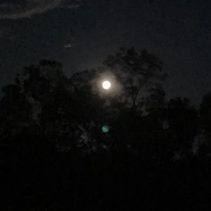 The once and a blue moon collection 🌑🌑🌑